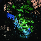 Visites nocturnes au Jardin botanique