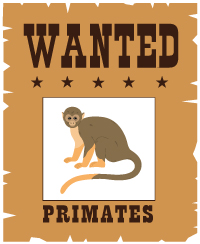 atelier_recherche_primates