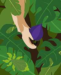 Illustration de divers feuillages tropicaux, en gros plan, au milieu desquels on voit un bras de singe essayant de saisir un fruit. En premier plan, on voit aussi un insecte sur l�une des feuilles. Il s�agit d�un phasme feuille de couleur verte.