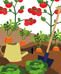 Illustration repr�sentant un potager avec divers l�gumes et des outils de jardinage