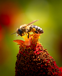 photo d'une abeille qui butine une fleur photo d'une abeille qui butine une fleur