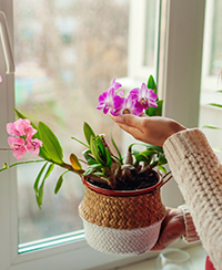 Photo d'une femme dont ne voit que les mains qui tient un pot avec une orchidée en fleur Photo d'une femme dont ne voit que les mains qui tient un pot avec une orchidée en fleur