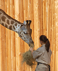 Photo dune animalire du Parc zoologique de Lyon en train de donner du foin  une girafe directement avec sa main.