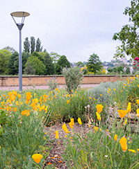 Photo du Parc de Gerland avec des fleurs orange en premier plan, un luminaire sur le ct et, en arrire-plan, des arbres et des immeubles tout au loin