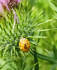 Photo d�une coccinelle asiatique de couleur jaune avec des points noirs