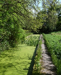 Photo du parc avec, sur le côté gauche, un canal couvert de plantes flottantes lui donnant une couleur verte, longé, sur la droite, par un petit sentier bétonné. Photo du parc avec, sur le côté gauche, un canal couvert de plantes flottantes lui donnant une couleur verte, longé, sur la droite, par un petit sentier bétonné.