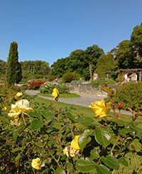 Photo de la Grande roseraie avec en premier plan des boutons de rose de couleur jaune vif et en arrière plan une vue plus large mais floue de la roseraie Photo de la Grande roseraie avec en premier plan des boutons de rose de couleur jaune vif et en arrière plan une vue plus large mais floue de la roseraie