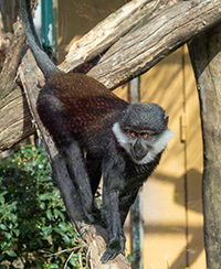 Photo d’un primate noir avec les joues blanches du Parc zoologique de Lyon sur une branche Photo d’un primate noir avec les joues blanches du Parc zoologique de Lyon sur une branche
