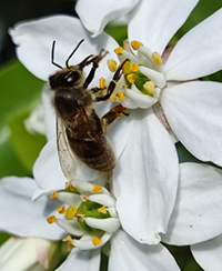 Photo dune abeille domestique en train de butiner une fleur blanche