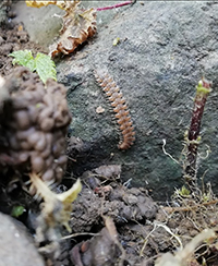 Photo dun polydesme des sous-bois, sorte de ver plat avec des pattes