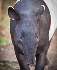 Photo du Tapir Malais Photo du Tapir Malais