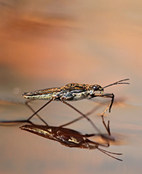 Photo d'un insecte pos  la surface de l'eau