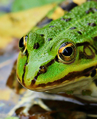 Photo en gros plan de la tte dune grenouille dans leau