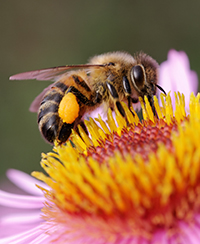 Photo d'une abeille butinant une fleur