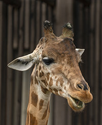 Photo d'une girafe