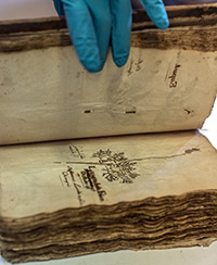 Photo d'un livre herbier très ancien Photo d'un livre herbier très ancien