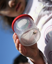 Photo d'une petite fille observant un insecte dans une boite loupe Photo d'une petite fille observant un insecte dans une boite loupe