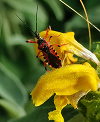 Photo d'un insecte sur une fleur Photo d'un insecte sur une fleur