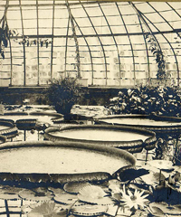 Photo ancienne d’une vue intérieure de la Serre Victoria du Jardin botanique de Lyon où l’on voit le nénuphar géant Photo ancienne d’une vue intérieure de la Serre Victoria du Jardin botanique de Lyon où l’on voit le nénuphar géant