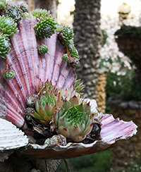 Photo d'un gros plan de coquillages contenant des plantes Photo d'un gros plan de coquillages contenant des plantes