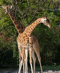 Photo de girafes Photo de girafes