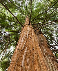 photo du sequoia géant du jardin botanique photo du sequoia géant du jardin botanique