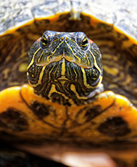 Photo d'une tortue de floride Photo d'une tortue de floride