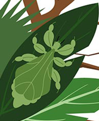 Illustration d'un phase feuille Illustration d'un phase feuille