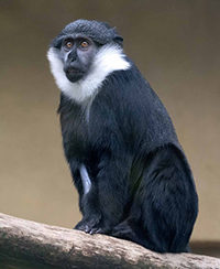 photo dun Cercopitheque de l'Hoest, un primate du Parc zoologique