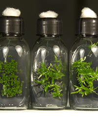photo de 3 flacons de culture in vitro avec des petites plantes  l'intrieur