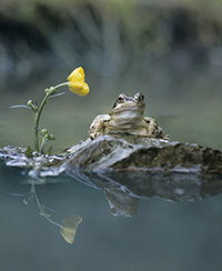 evenement lyon nature parc tete dor